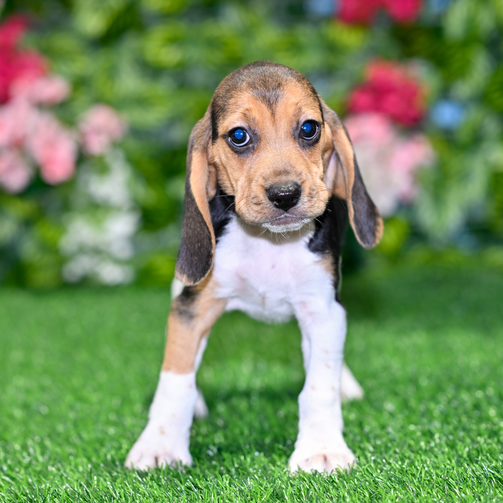 Puppies For Sale near Central Florida | Blue Sky Puppies