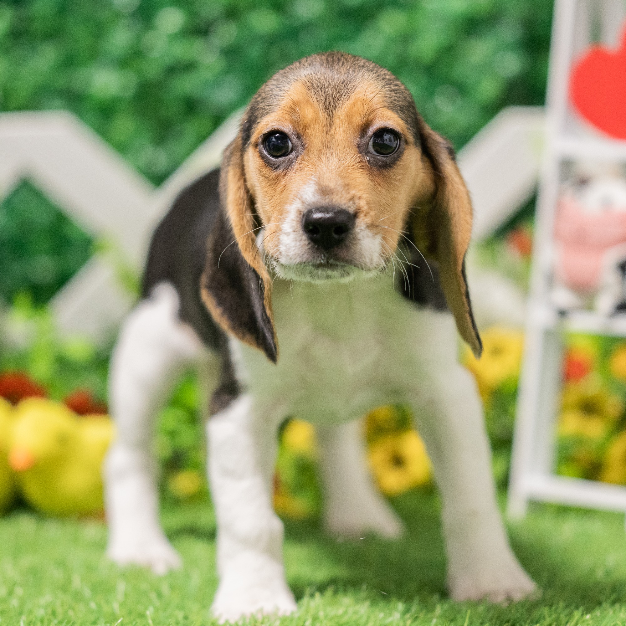 Valor - Beagle Puppy Adopted in Nashville TN, puppy ID #05766726