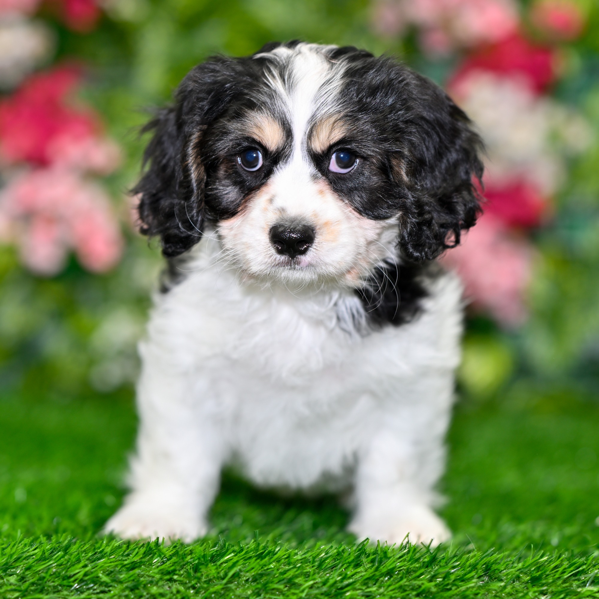 Puppies For Sale near Ocoee | Blue Sky Puppies