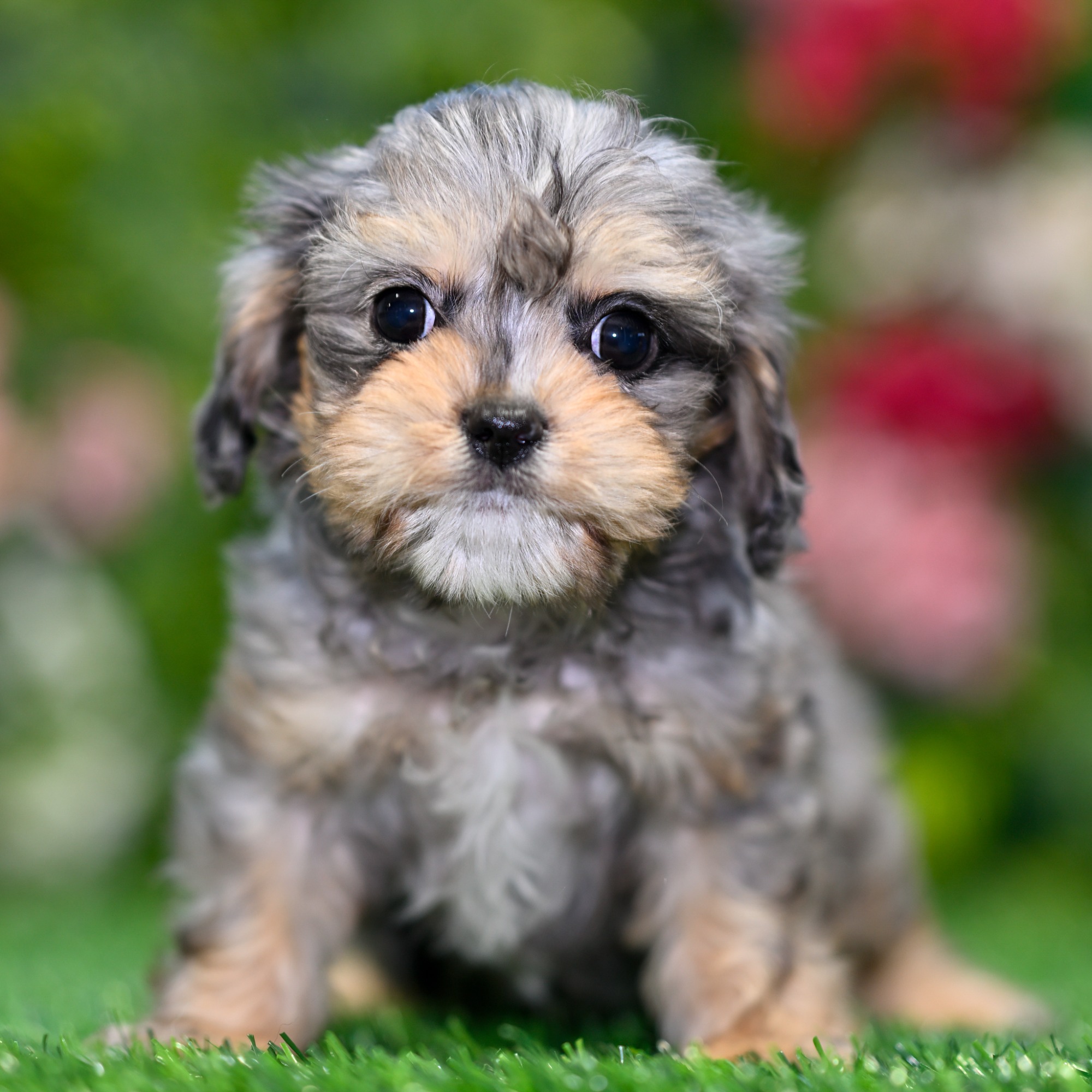 Extraordinary Blue Sky Puppies Orlando Reviews Photos