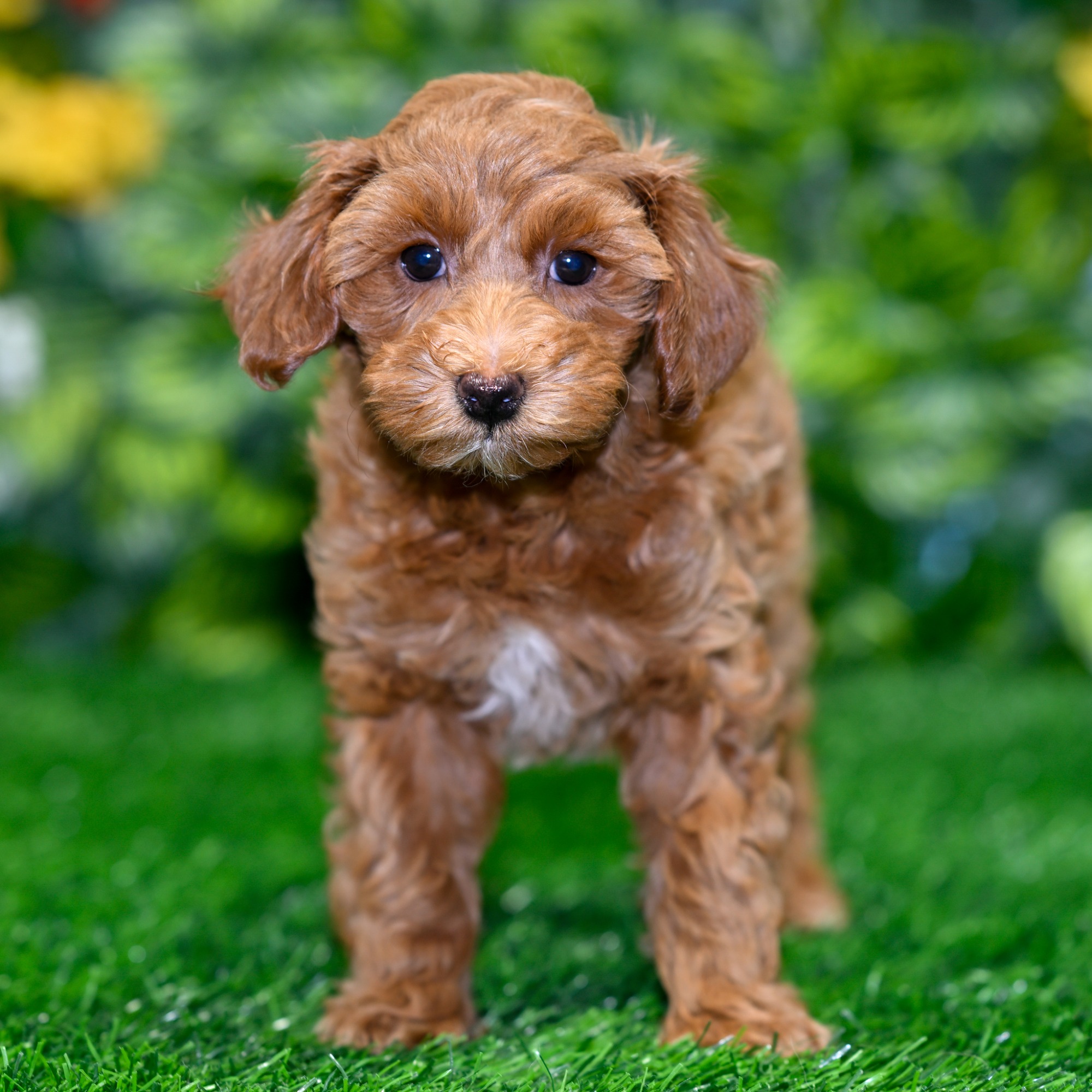 Dozer - Cockapoo (F1) Puppy Adopted in undefined, puppy ID