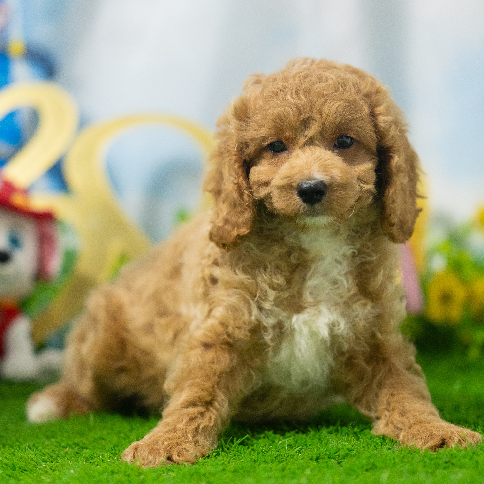 Cockapoo Puppies For Sale | Blue Sky Puppies