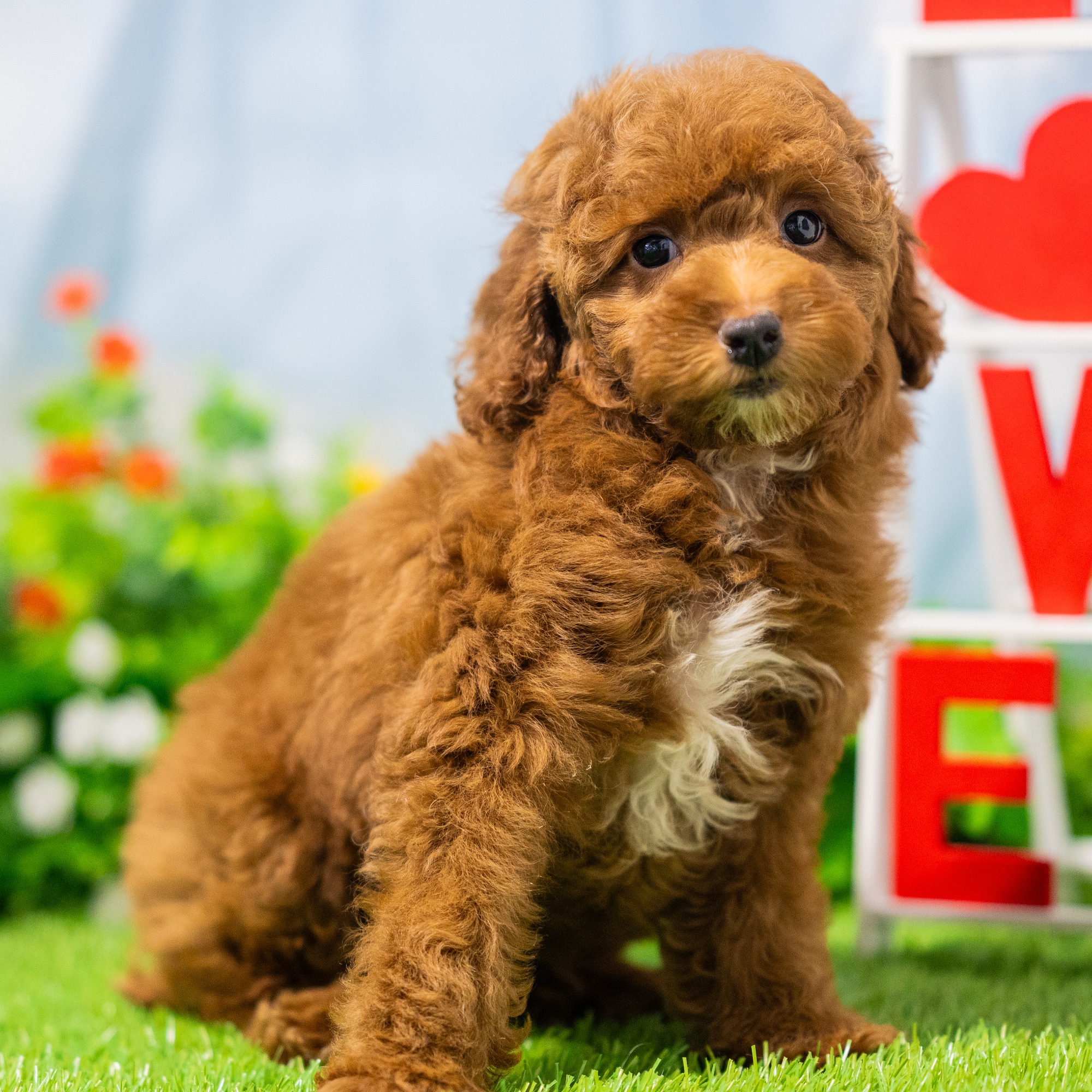 Dozer - Cockapoo (F1) Puppy Adopted in undefined, puppy ID