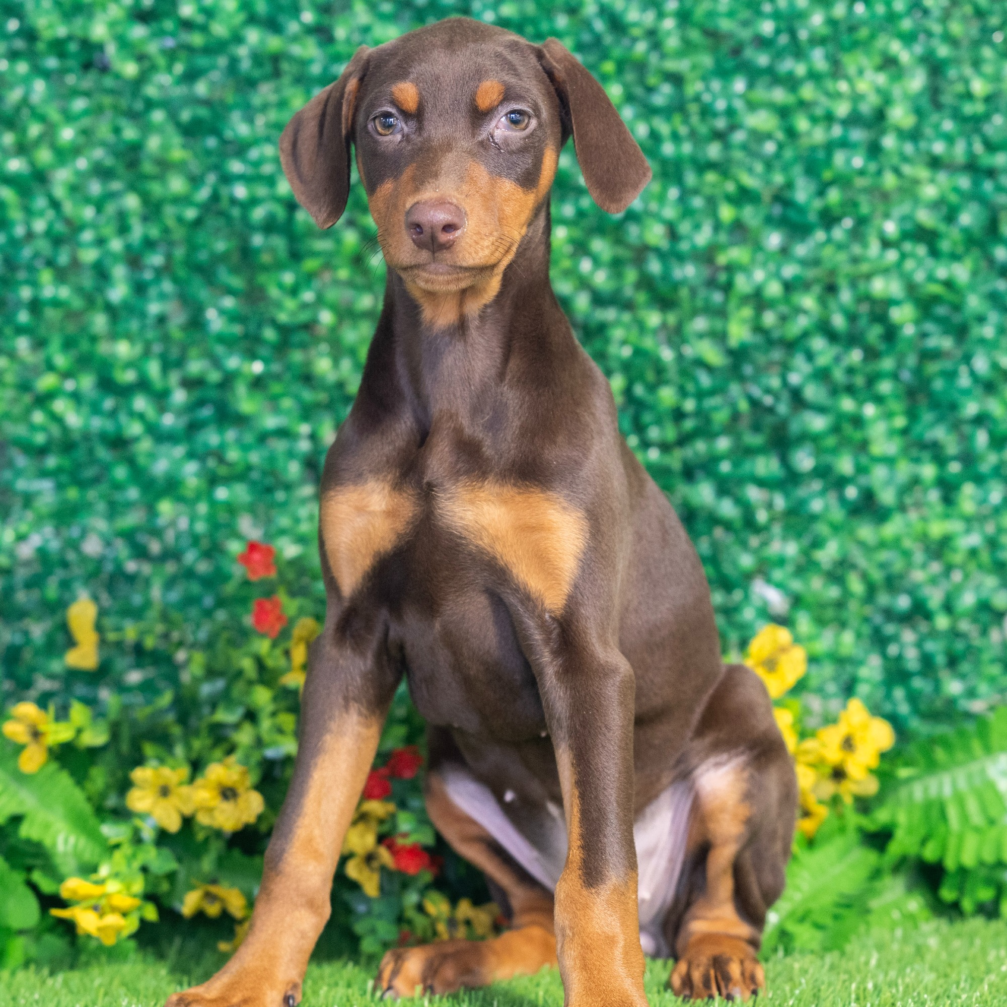 Pearl - Doberman Pinscher Puppy Adopted in Nashville TN, puppy ID