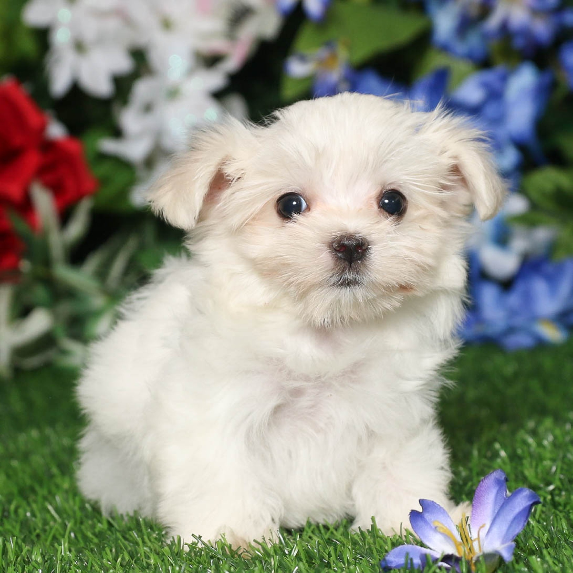 Isabelle - Maltese Puppy Adopted in undefined, puppy ID #00874574