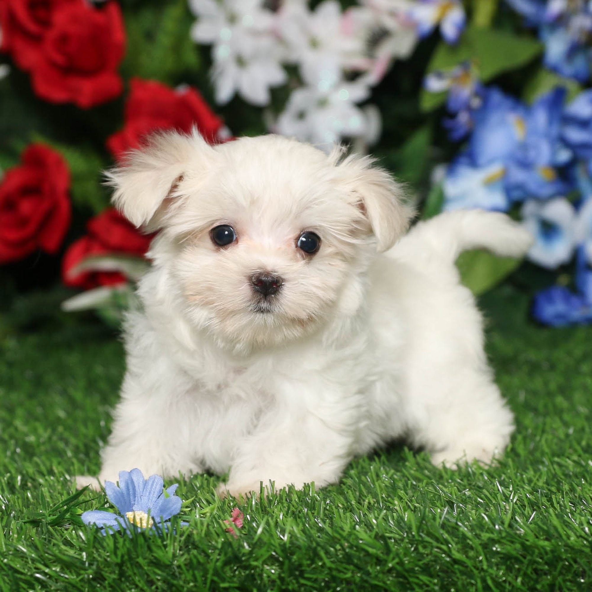 maltese_8314ページ(ざんてい) Maltese 8312 | Select A Puppy™