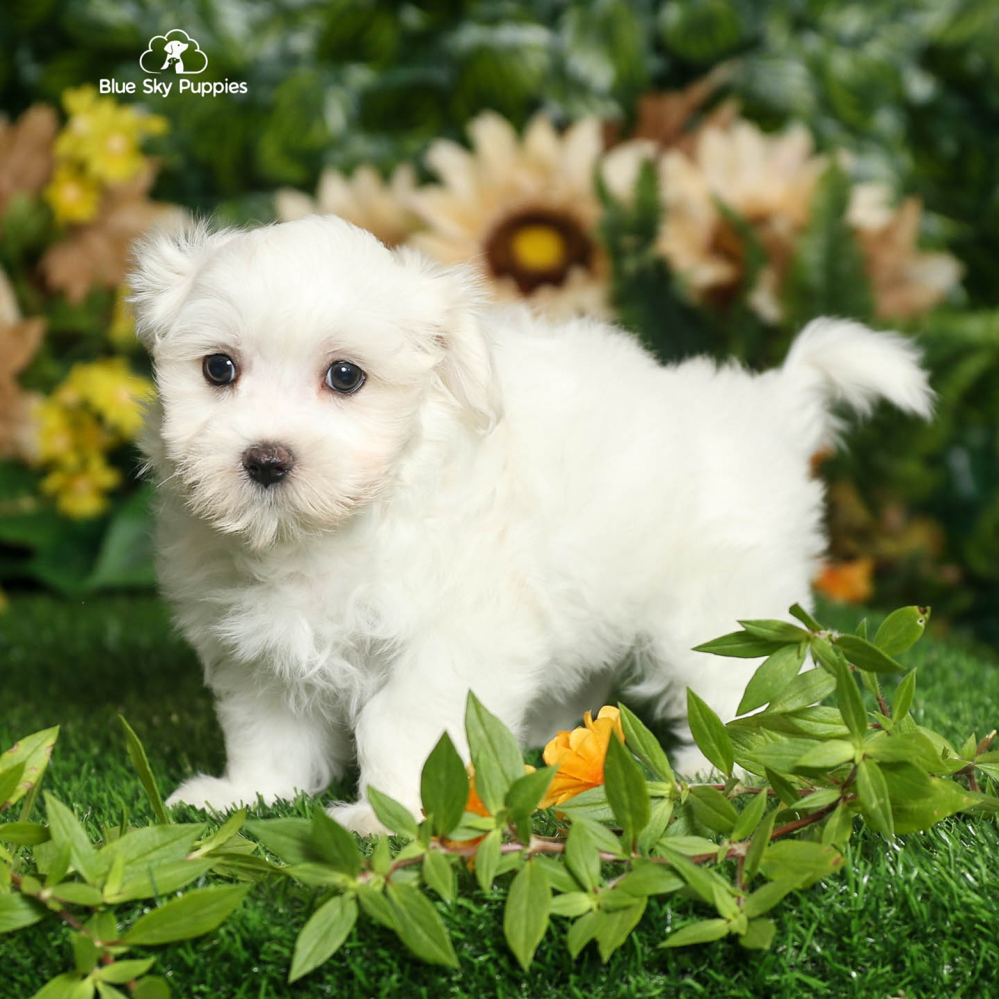 Bernie - Maltese Puppy Adopted in undefined, puppy ID #57767826