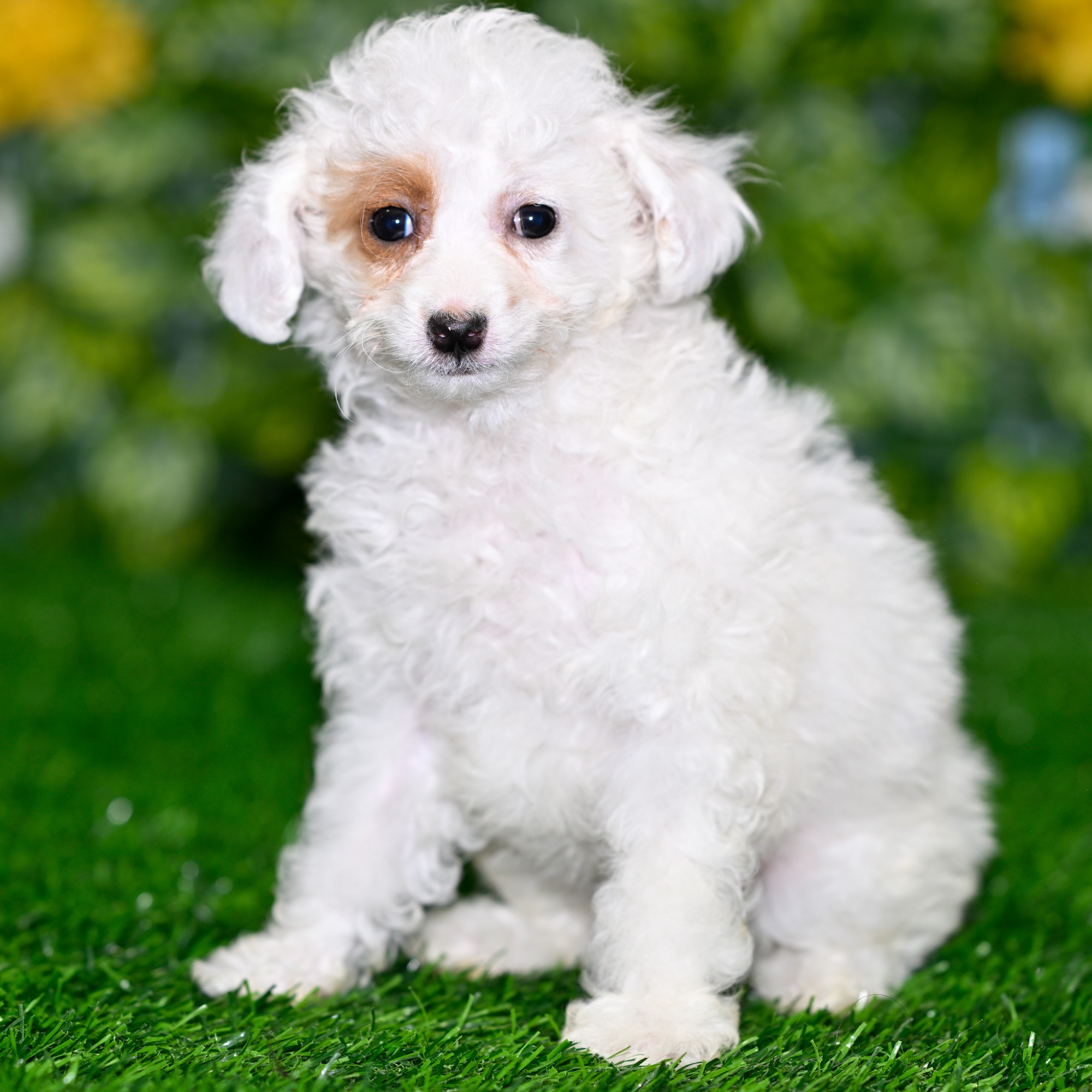 Stitch - Maltipoo (F1) Puppy Adopted in undefined, puppy ID
