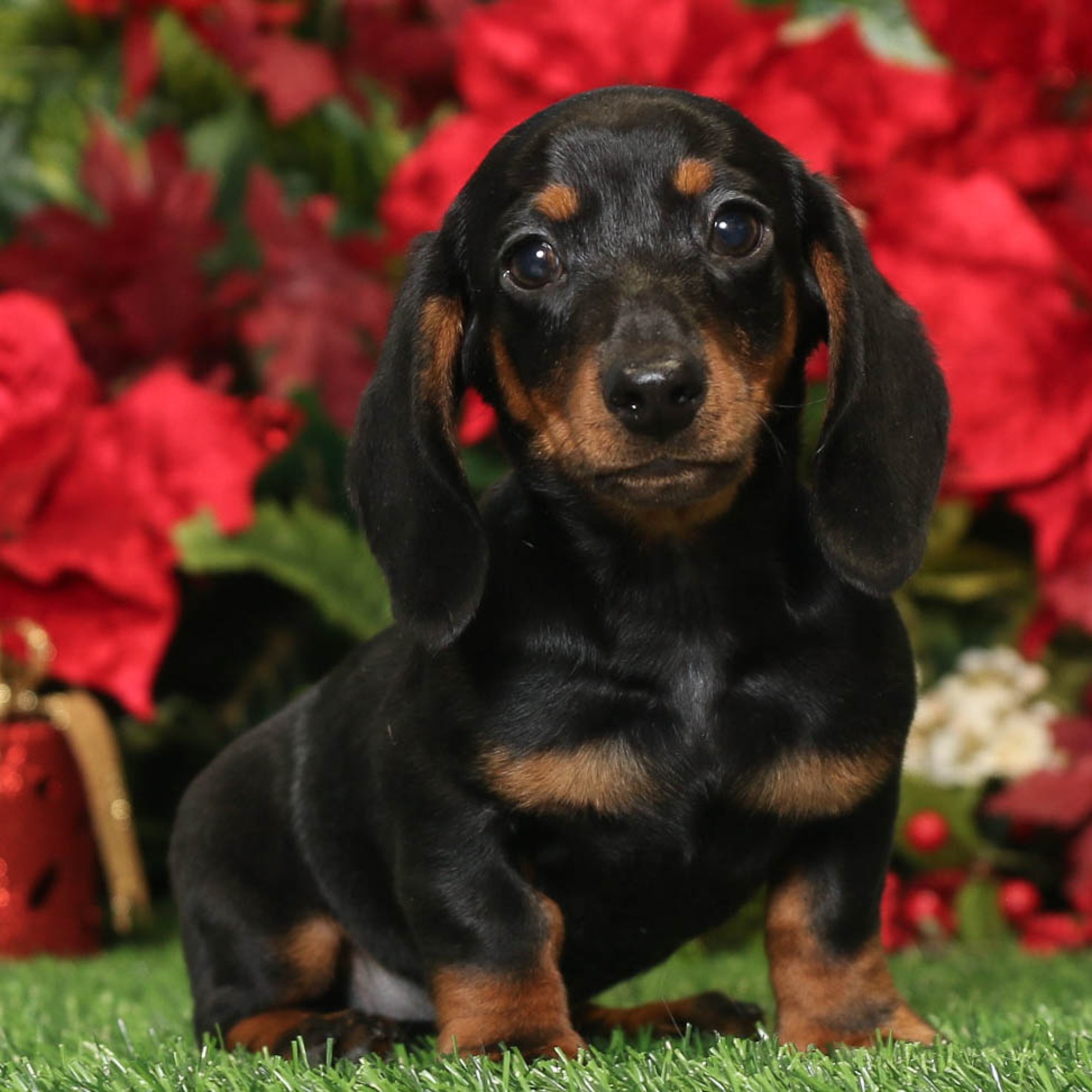 Elegant Blue Sky Puppies Orlando Reviews Images