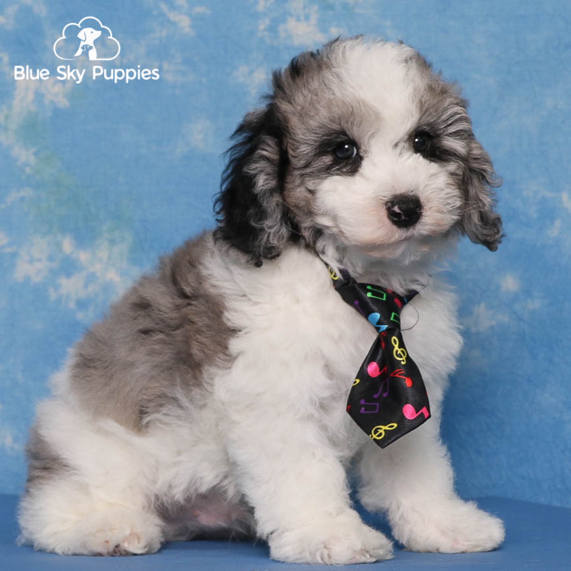 Zeke - Mini Sheepadoodle (F1) Puppy Adopted in undefined, puppy ID ...