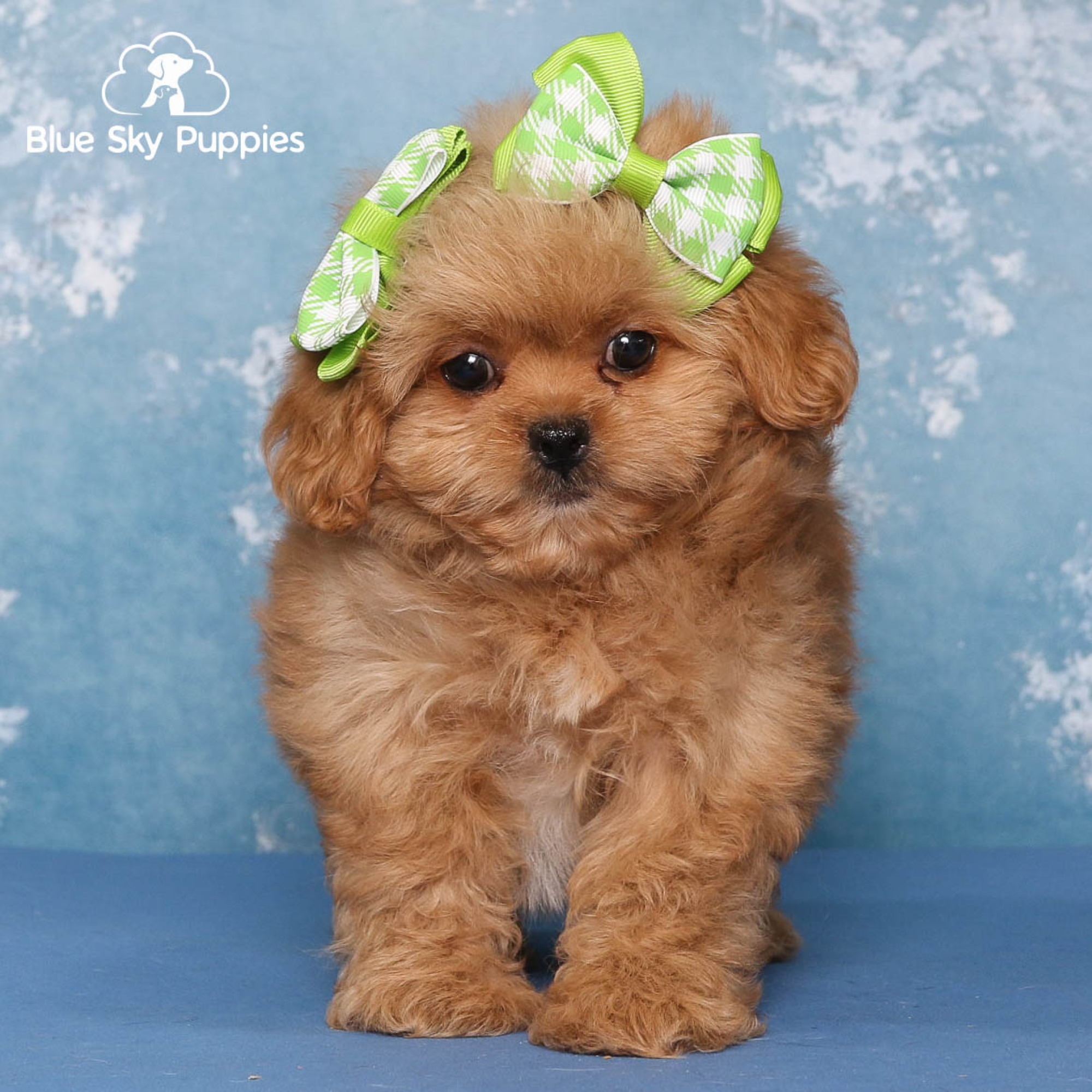 Twiggy - Peekapoo (F1) Puppy Adopted in Orlando FL, puppy ID