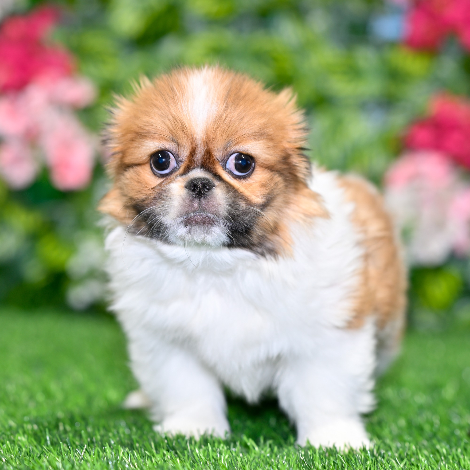 Puppies For Sale near Central Florida | Blue Sky Puppies