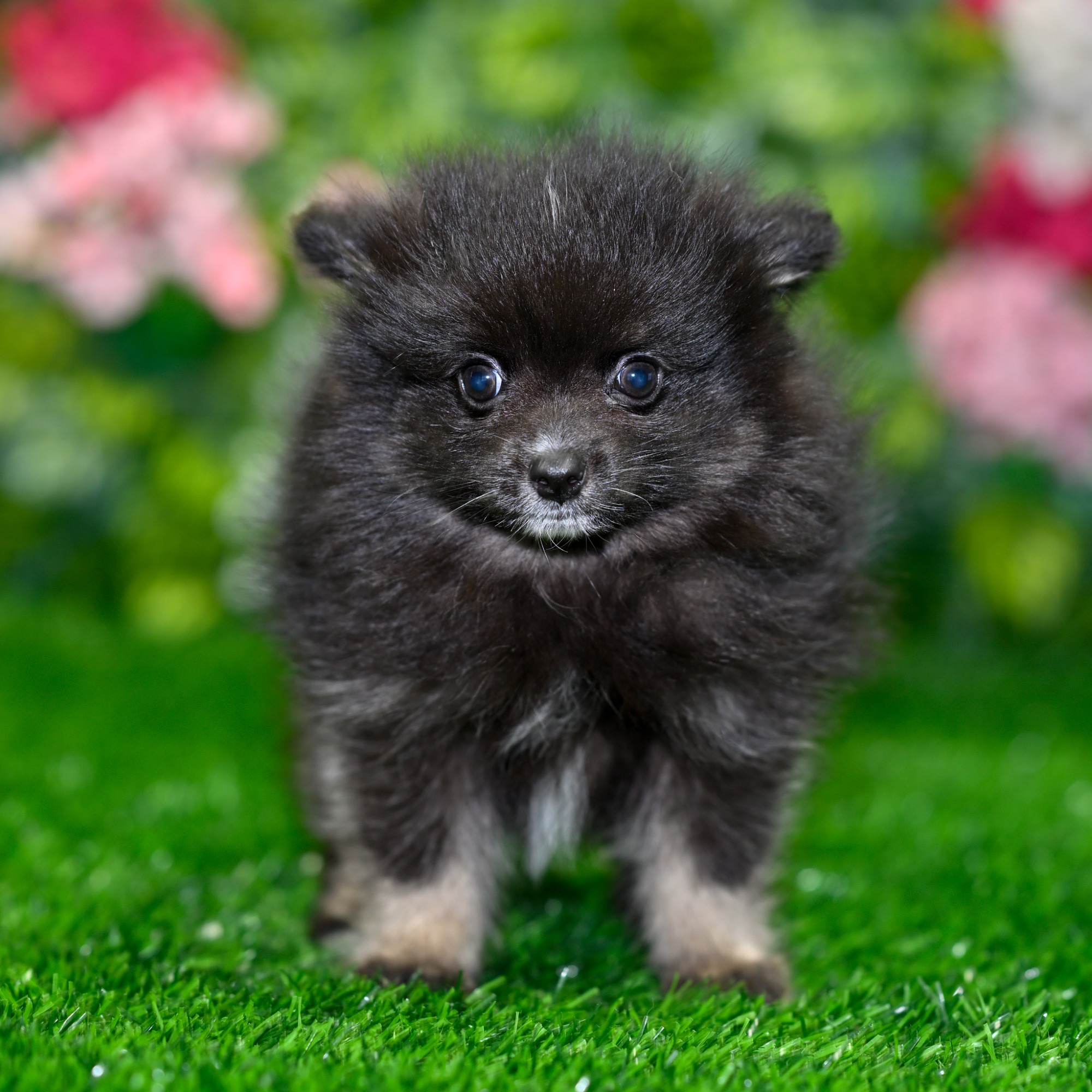 Puppies For Sale near Ocoee | Blue Sky Puppies