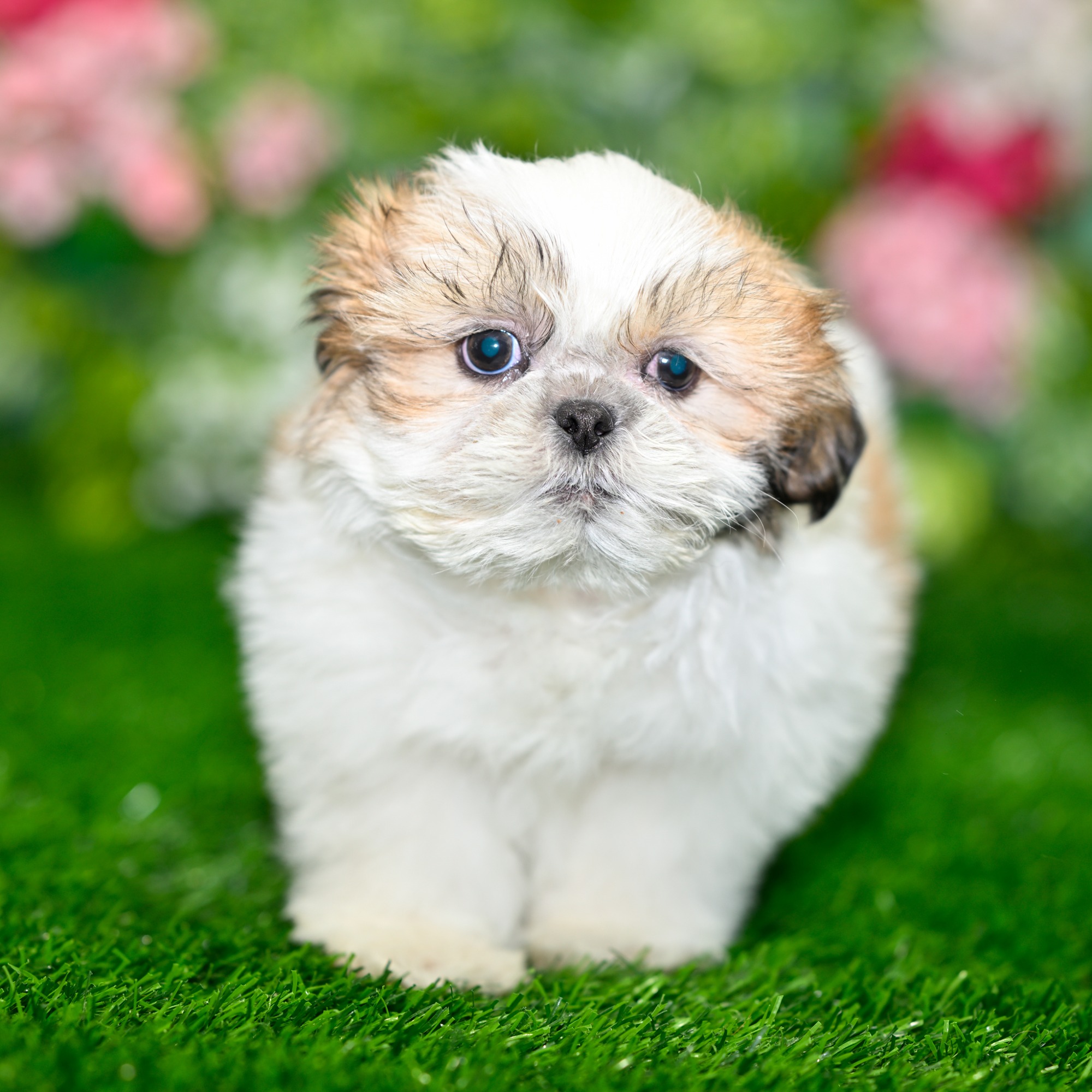 Puppies For Sale near Land O' Lakes | Blue Sky Puppies