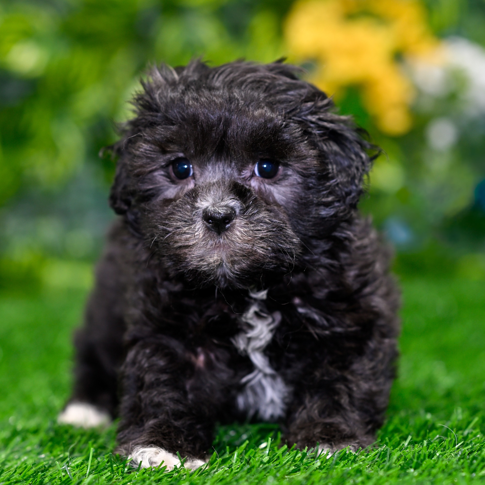 Jax - Shihpoo (F1) Puppy Adopted in Nashville TN, puppy ID