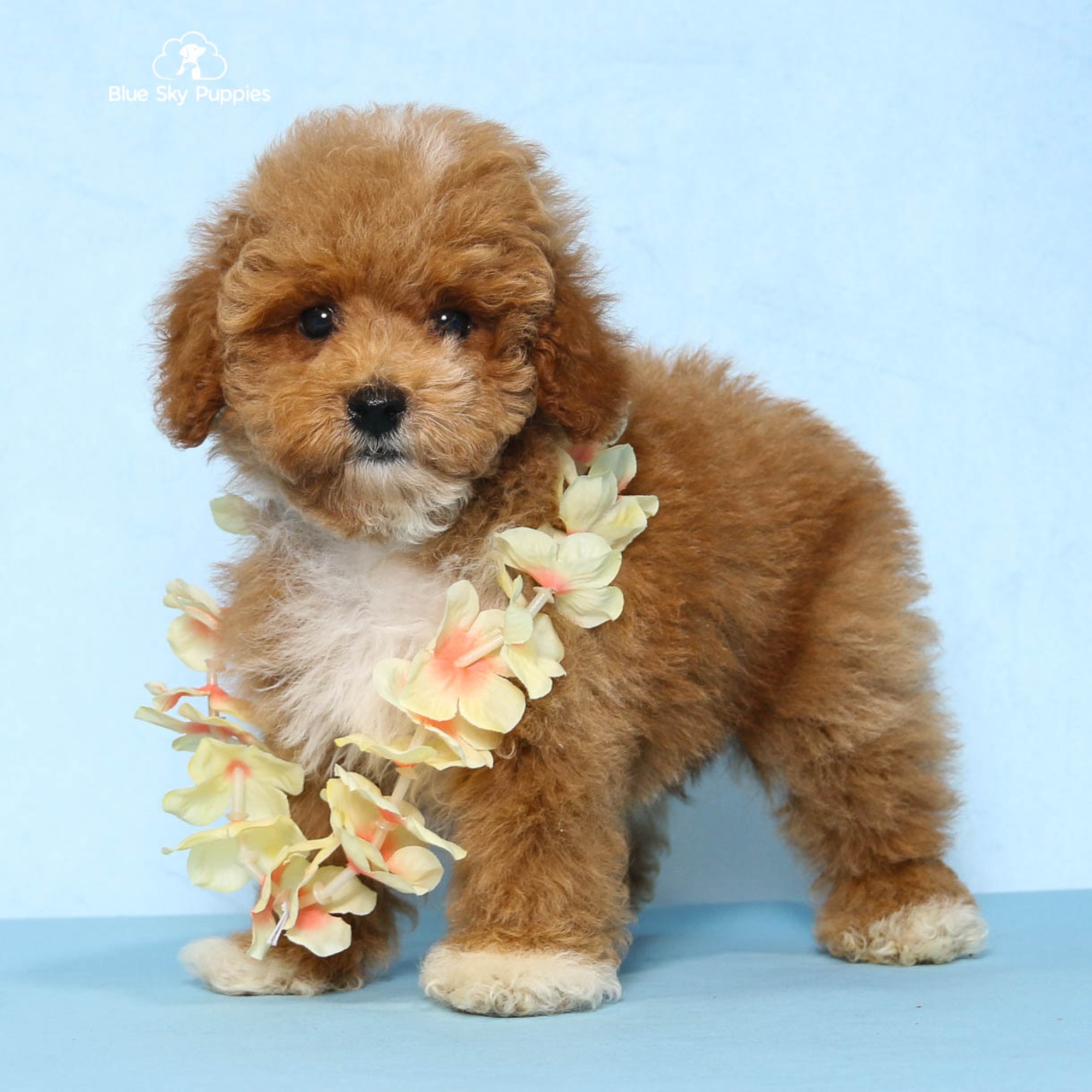 定価9.79万円　ボーダーズアットバルコニー POODLE COAT 38 Socks - Toy Poodle Puppy Adopted in Orlando FL, puppy ID #00263404