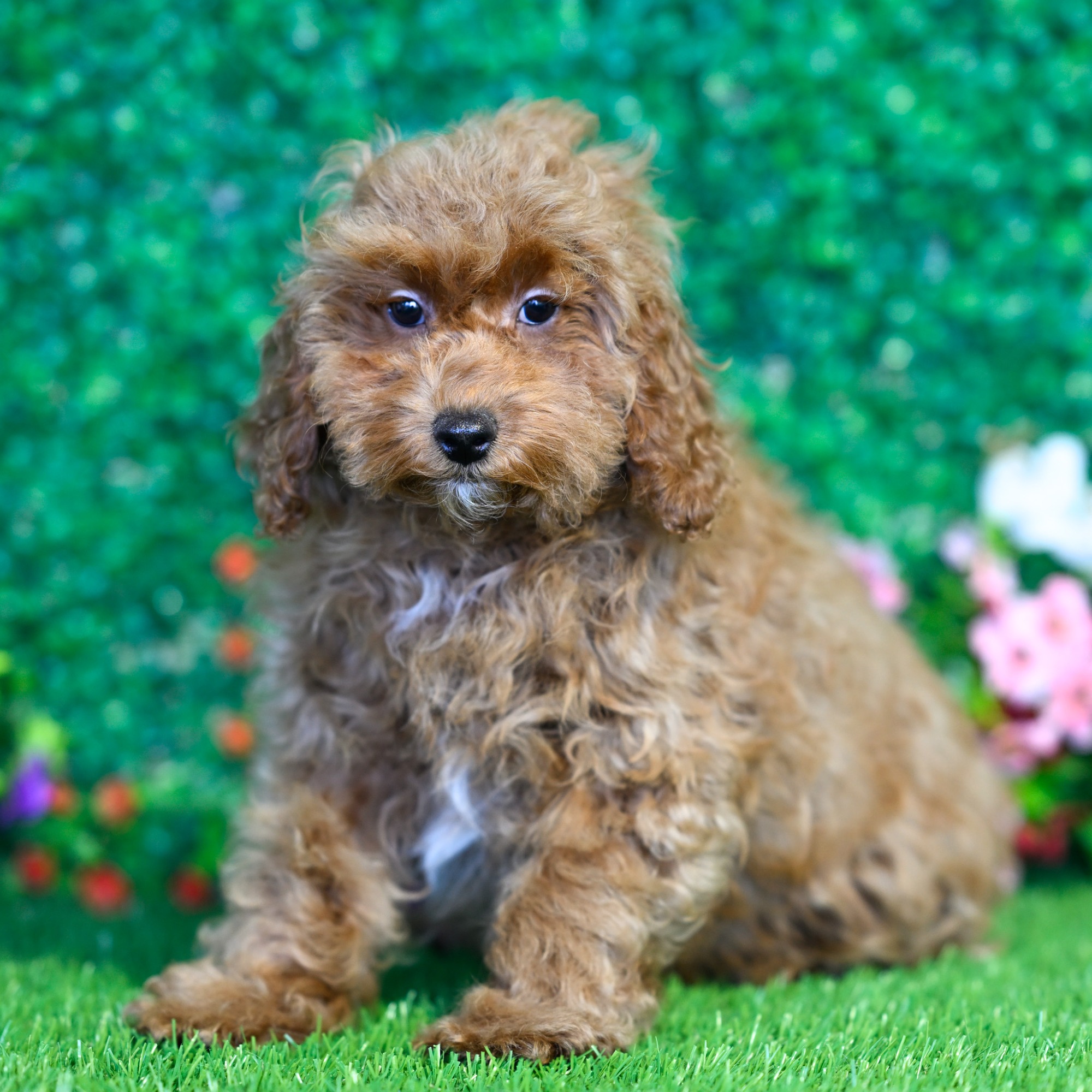 Cisco - Toy Poodle Puppy Adopted in Nashville TN, puppy ID