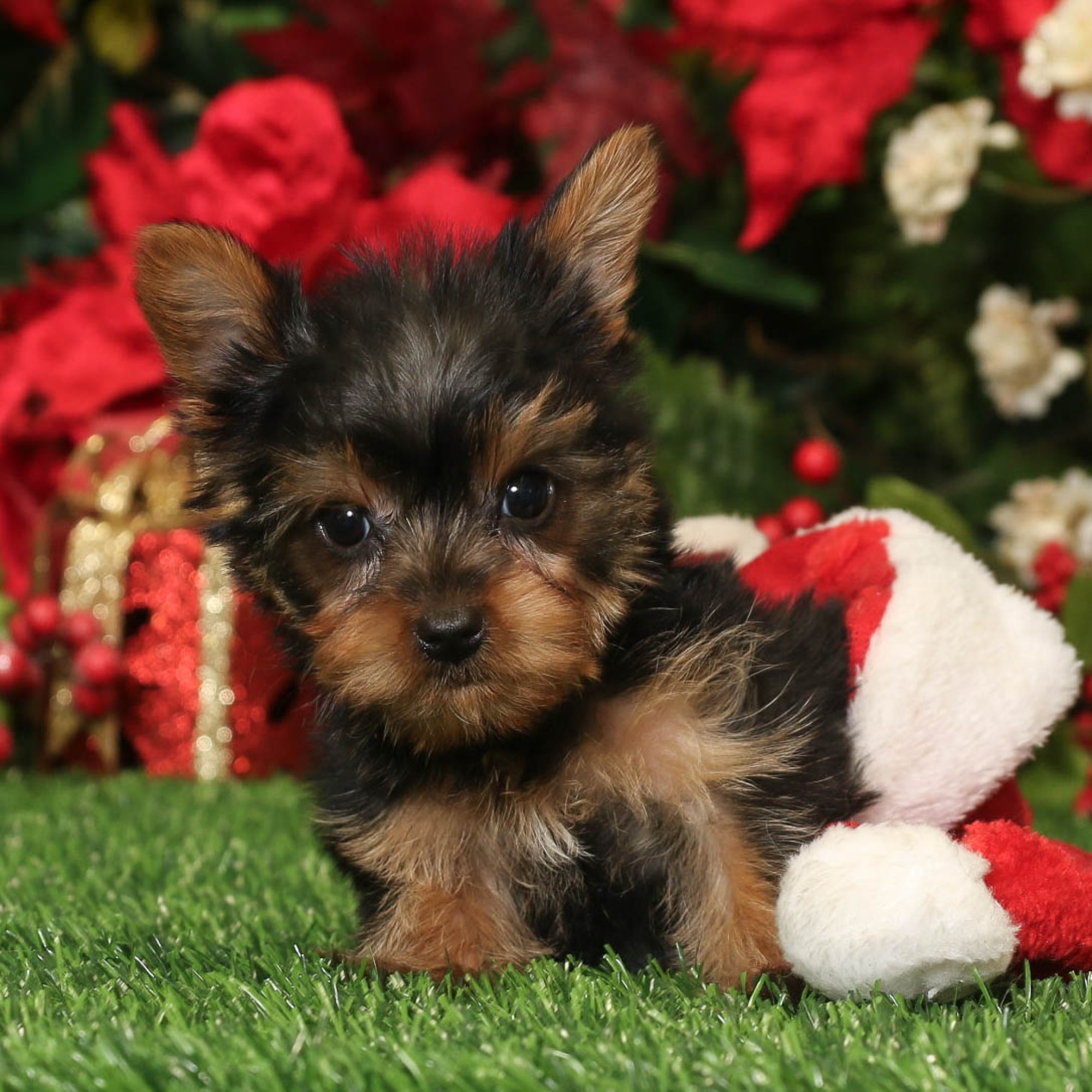 Elegant Blue Sky Puppies Orlando Reviews Images