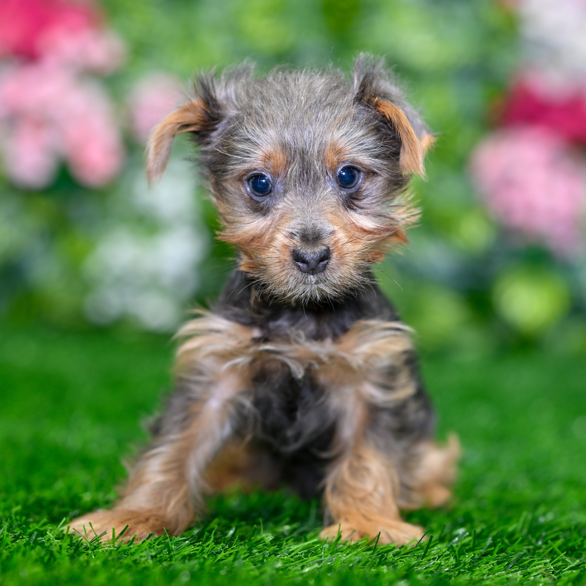 Puppies For Sale near Central Florida | Blue Sky Puppies